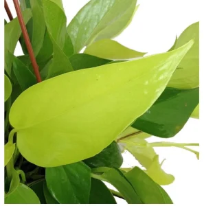 Neon Devil's Ivy Pothos Live Plant – 3.5