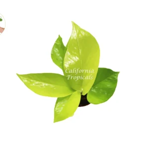 Neon Pothos Live Plant – 2.5 inch Pot – Easy Care Indoor Houseplant - Image 2