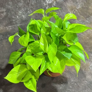 Neon Pothos Live Plant - 6 inch Decorative Pot - Easy Care Houseplant Indoor - Image 2