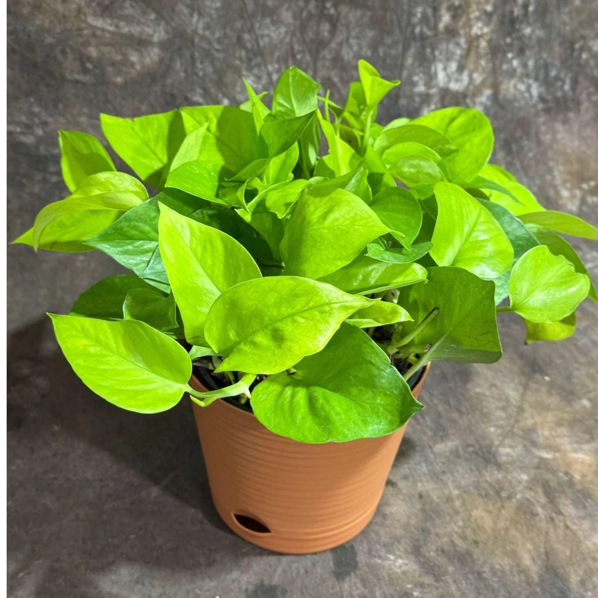 Neon Pothos Live Plant - 6 inch Decorative Pot - Easy Care Houseplant Indoor - Image 1