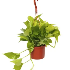 Neon Pothos Live Plant – 6 inch Pot – Indoor Houseplant - Image 1