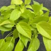 Neon Pothos Live Plant – 6 inch Pot – Indoor Houseplant with Bright Foliage - Image 1