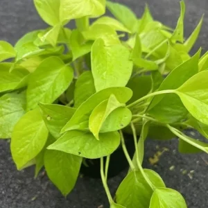 Neon Pothos Live Plant – 6 inch Pot – Indoor Houseplant with Bright Foliage - Image 4