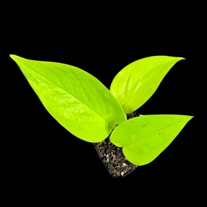 Neon Pothos Live Plant – Easy Care Indoor Houseplant – Nursery Pot - Image 3