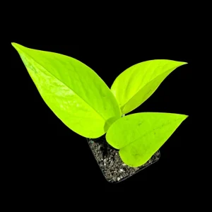 Neon Pothos Live Plant – Easy Care Indoor Houseplant – Nursery Pot - Image 1