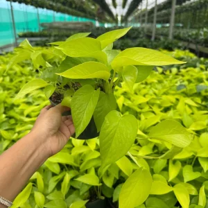 Neon Pothos Live Plant in 6 inch Nursery Pot - Indoor Low Light Houseplant - Image 1