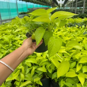 Neon Pothos Live Plant in 6 inch Nursery Pot - Indoor Low Light Houseplant - Image 4