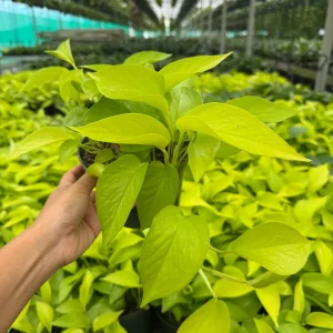 Neon Pothos Live Plant in 6 inch Nursery Pot - Indoor Low Light Houseplant - Image 5