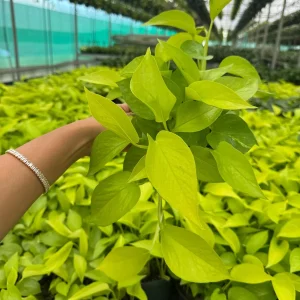 Neon Pothos Live Plant in 6 inch Nursery Pot - Indoor Low Light Houseplant - Image 7