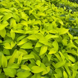 Neon Pothos Live Plant in 6 inch Nursery Pot - Indoor Low Light Houseplant - Image 8