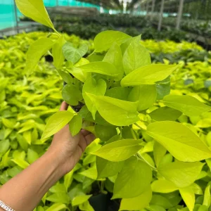 Neon Pothos Live Plant in 6 inch Nursery Pot - Indoor Low Light Houseplant - Image 9
