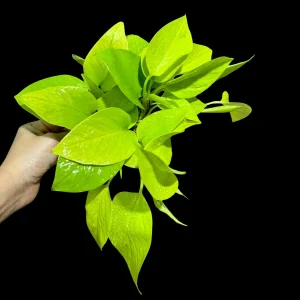 Neon Pothos Live Plant – Indoor Houseplant – 4 inch Nursery Pot – Easy Care Low Light - Image 3