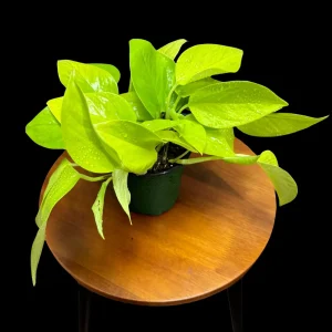 Neon Pothos Live Plant – Indoor Houseplant – 4 inch Nursery Pot – Easy Care Low Light - Image 1
