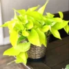 Neon Pothos Live Plant - Vibrant Indoor Houseplant, Starter Size - Image 1