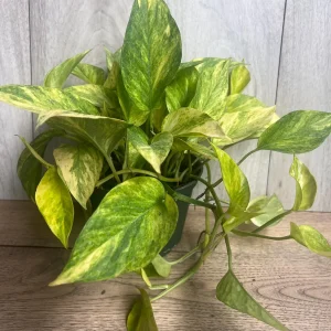 Neon Queen Pothos Live Plant – 6 Inch Pot – Epipremnum – Indoor Houseplant - Image 5