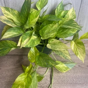 Neon Queen Pothos Live Plant – 6 Inch Pot – Epipremnum – Indoor Houseplant - Image 6