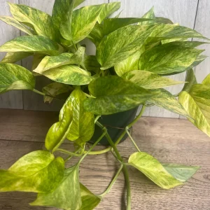 Neon Queen Pothos Live Plant – 6 Inch Pot – Epipremnum – Indoor Houseplant - Image 7