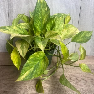 Neon Queen Pothos Live Plant – 6 Inch Pot – Epipremnum – Indoor Houseplant - Image 9