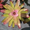 Neoregelia Pink Bromeliad Live Plant - Soft Candy Pink - Indoor/Outdoor Tropical - Image 1