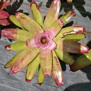 Neoregelia Pink Bromeliad Live Plant - Soft Candy Pink - Indoor/Outdoor Tropical - Image 1