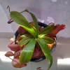 Nepenthes Ventricosa Tropical Pitcher Plant – Live Carnivorous Plant – 3.75 inch Pot – Indoor - Image 1