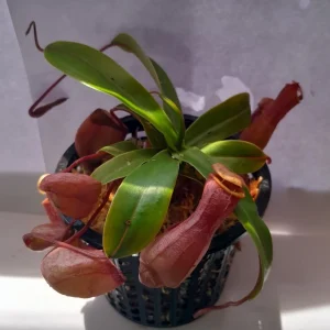 Nepenthes Ventricosa Tropical Pitcher Plant – Live Carnivorous Plant – 3.75 inch Pot – Indoor - Image 2