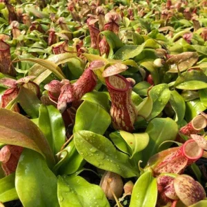 Nepenthes x St. Gaya Pitcher Carnivorous Plant - Live Houseplant in 4 inch Container - Image 2