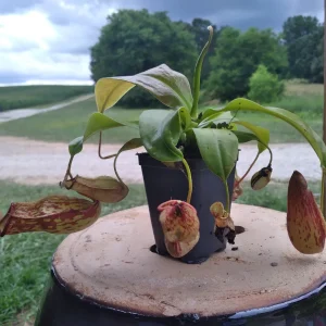 Nepenthes x St. Gaya Pitcher Carnivorous Plant - Live Houseplant in 4 inch Container - Image 3