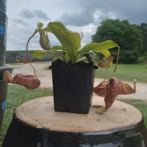 Nepenthes x St. Gaya Pitcher Carnivorous Plant - Live Houseplant in 4 inch Container - Image 4