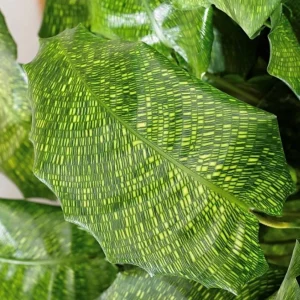 Network Calathea Live Plant - Mosaic Prayer Plant - Calathea mosaicca - 4 inch Pot Indoor - Image 3
