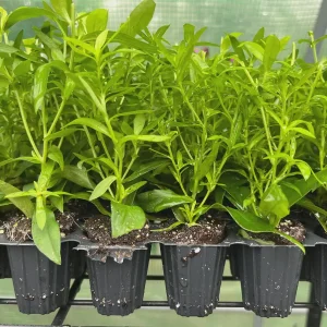 New England Aster Live Wildflower Plant - Perennial for Pollinators - Image 10