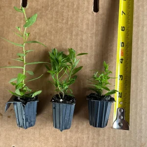 New England Aster Live Wildflower Plant - Perennial for Pollinators - Image 4