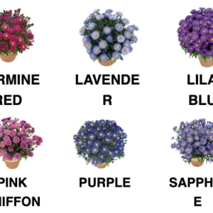 New England Aster Live Wildflower Plant - Perennial for Pollinators - Image 5