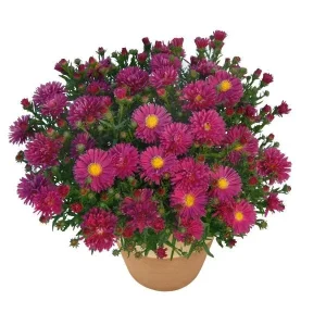 New England Aster Live Wildflower Plant - Perennial for Pollinators - Image 6