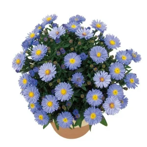 New England Aster Live Wildflower Plant - Perennial for Pollinators - Image 7