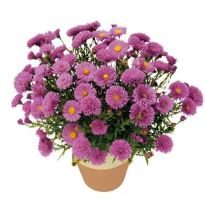 New England Aster Live Wildflower Plant - Perennial for Pollinators - Image 9