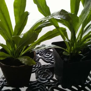 Ngo Gai Culantro Live Plants - 4-5 Potted Eryngium foetidum Recao Coriander - Image 2