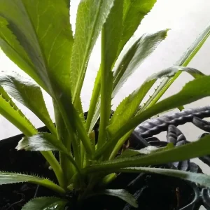 Ngo Gai Culantro Live Plants - 4-5 Potted Eryngium foetidum Recao Coriander - Image 1