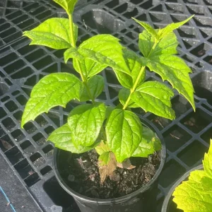 Night Blooming Jasmine & Henna Plant Duo - 6in & 15in Live Plants, Fragrant Outdoor - Image 3