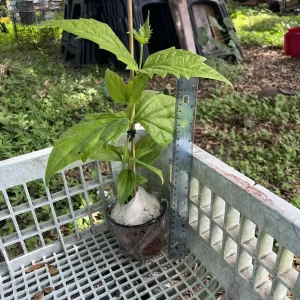 Night Blooming Jasmine & Henna Plant Duo - 6in & 15in Live Plants, Fragrant Outdoor - Image 5