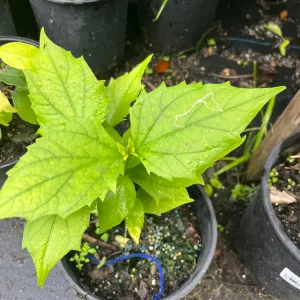 Night Blooming Jasmine & Henna Plant Duo - 6in & 15in Live Plants, Fragrant Outdoor - Image 7