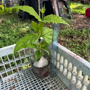 Night Blooming Jasmine & Henna Plant Duo Live Plants – 6in & 15in Tall - Image 5