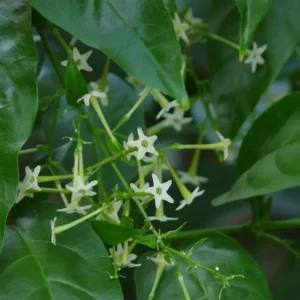 Night Blooming Jasmine Live Plant - 1 Gallon Pot - Fragrant Flower - Image 2