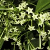 Night Blooming Jasmine Live Plant - 1 Gallon Pot - Fragrant Flower - Image 1