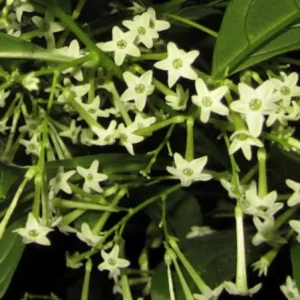 Night Blooming Jasmine Live Plant - 1 Gallon Pot - Fragrant Flower - Image 1
