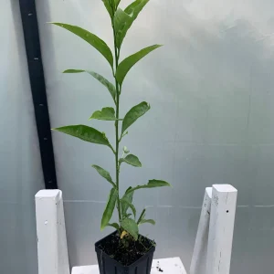 Night Blooming Jasmine Live Plant (Cestrum Nocturnum) 12in Tall in 4in Pot - Image 2