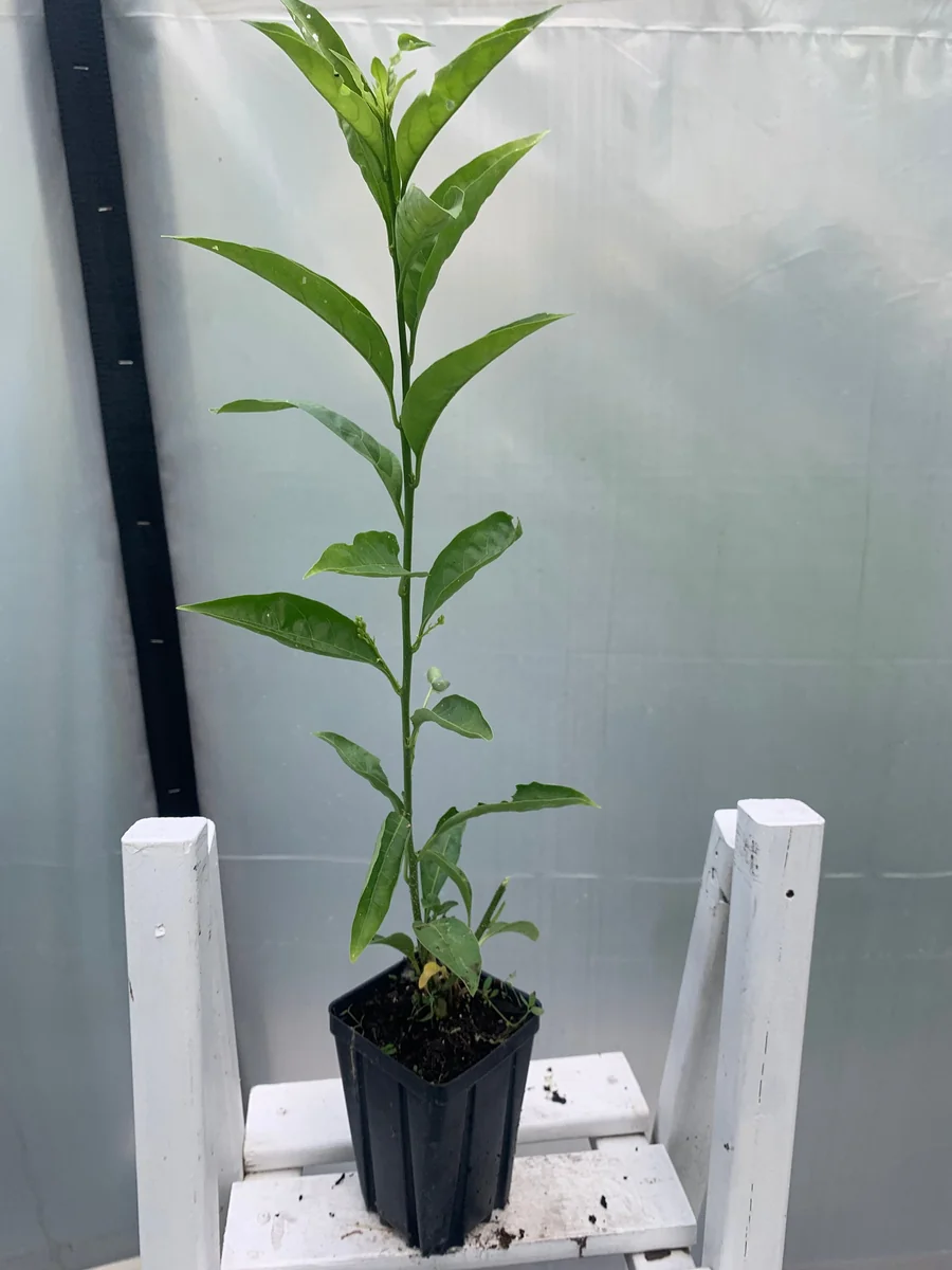 Night Blooming Jasmine Live Plant (Cestrum Nocturnum) 12in Tall in 4in Pot - Image 2