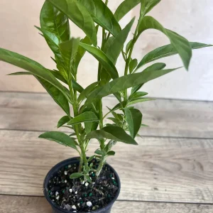 Night Blooming Jasmine Live Plant - Cestrum nocturnum in 4 inch Pot - Image 2