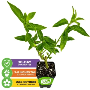 Night Blooming Jasmine Live Plant - Cestrum nocturnum - Fragrant Vine - Image 2