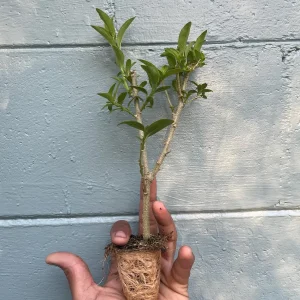 Night Blooming Jasmine Live Plant (Cestrum nocturnum) – Fragrant Outdoor Shrub 5-7 inches tall - Image 3